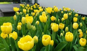 Tulip Darwin Hybrid Yellow - Bulk Landscaping